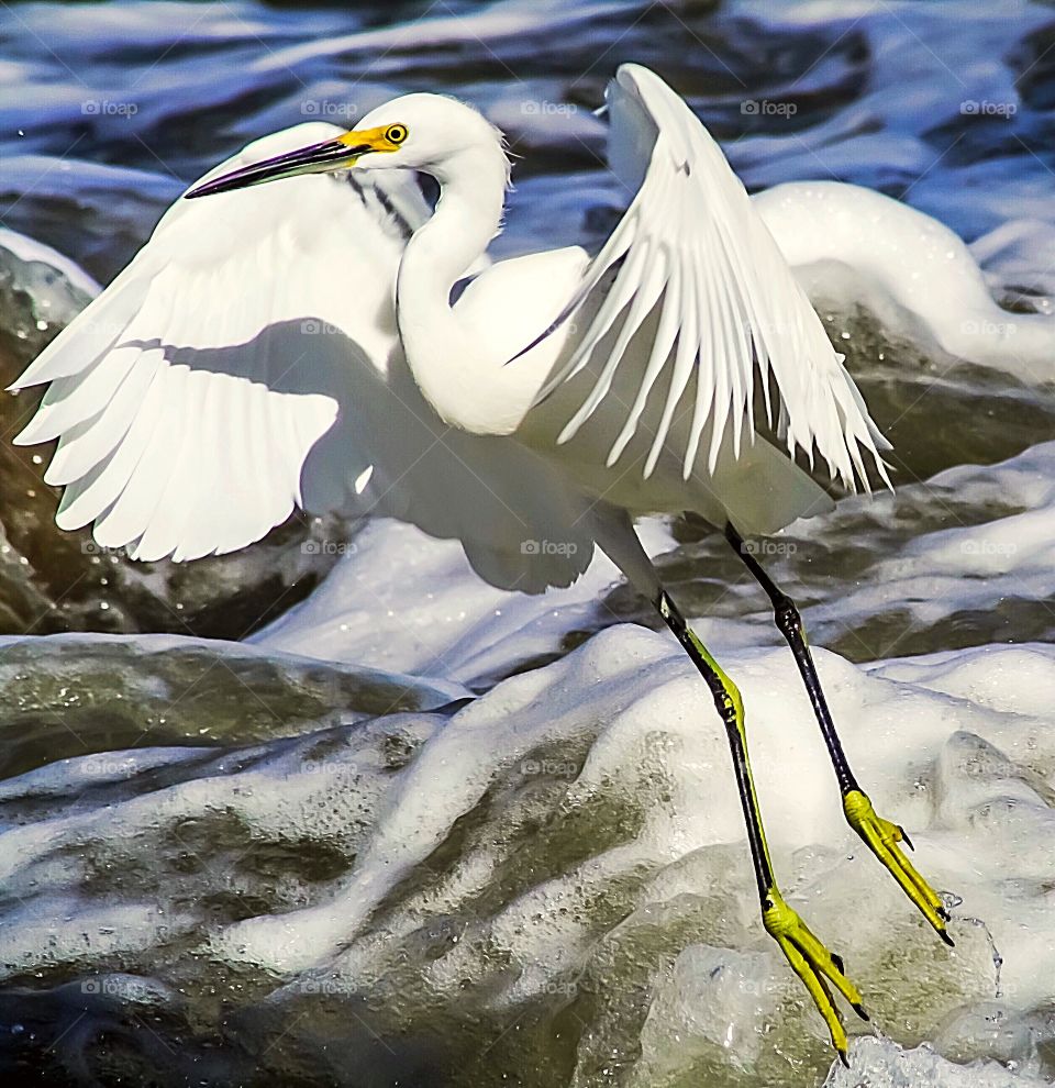A beautiful Snowy Egret flying just above the South Atlantic Ocean on a sunny day in La Paloma, Uruguay. I love how it’s shadow is on its wing, and there is water dripping from its feet. 