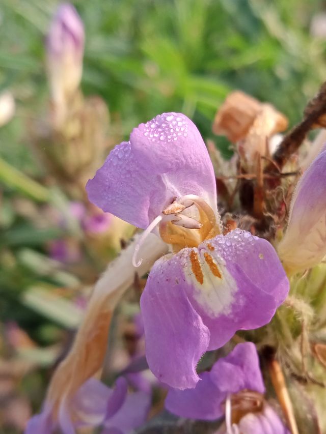 A BEAUTIFUL FLOWER