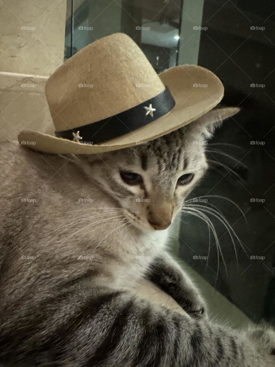 Gatito Vaquero