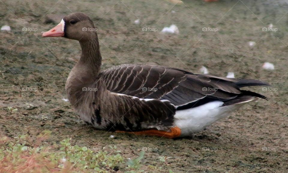 Greater White-fronted Goose
