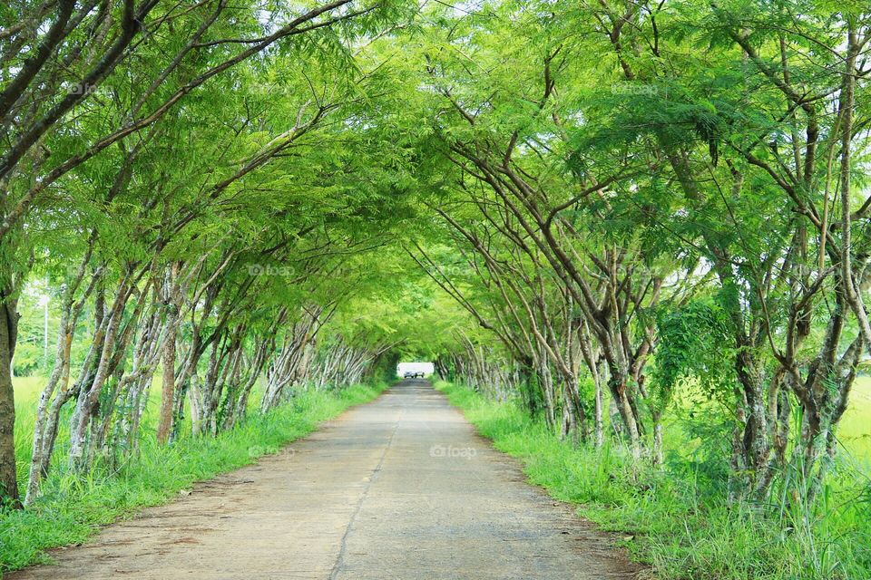 Tree Tunnel. Tree Tunnel nature in my life