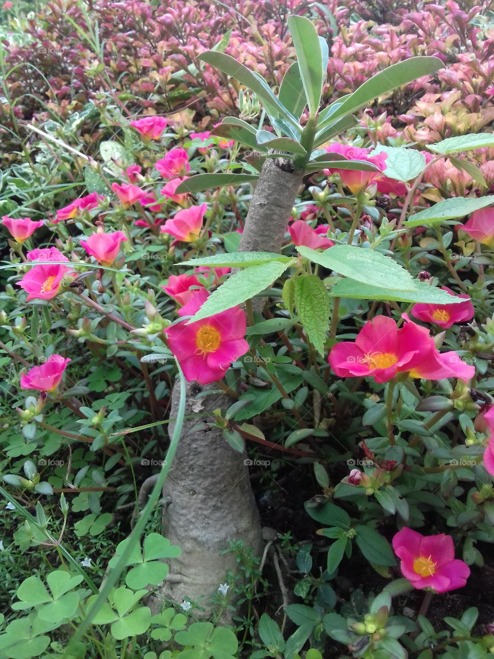 adenium