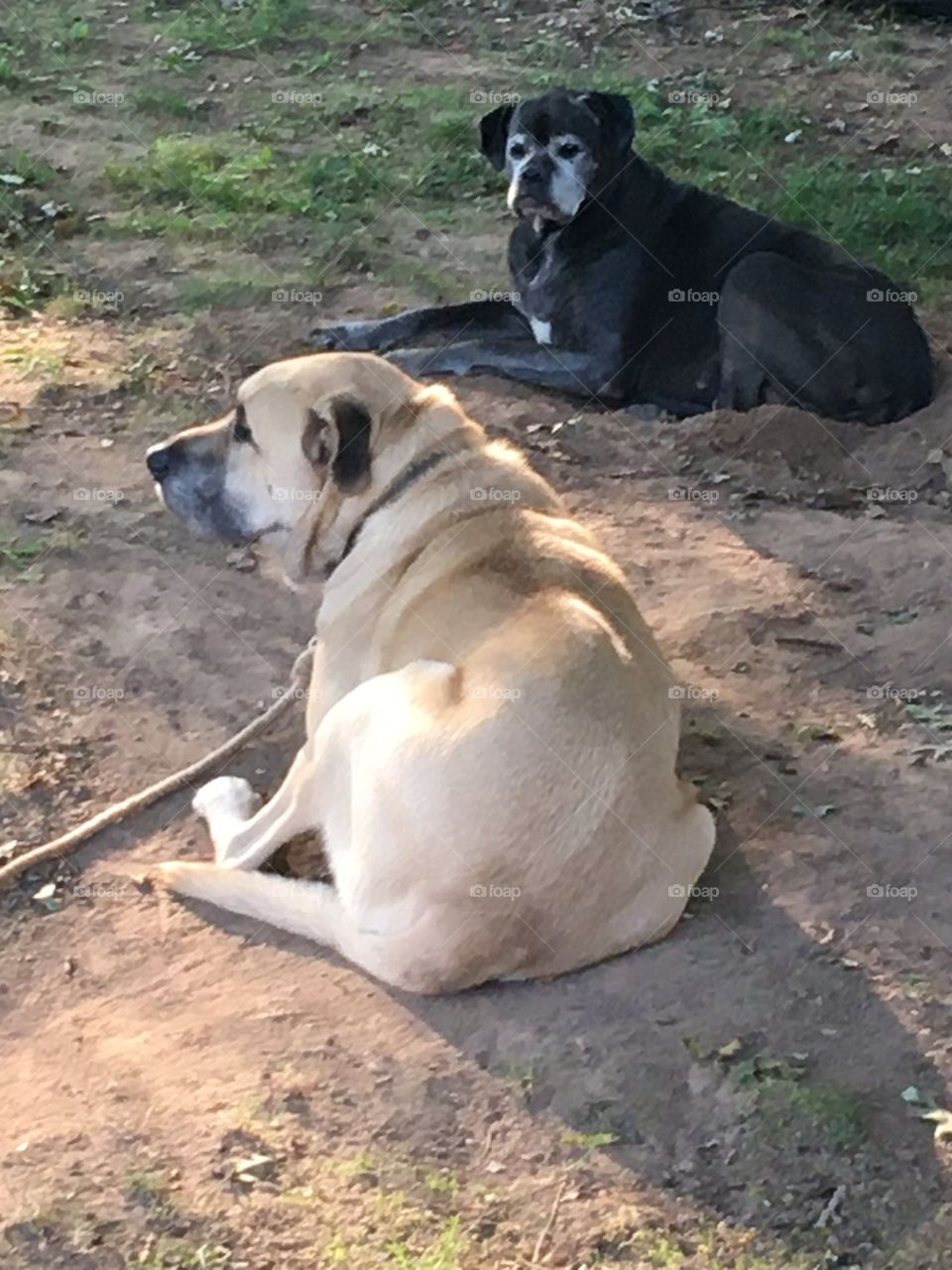 Brother and sister just chilling in the cool morning air. Just enjoying life together.