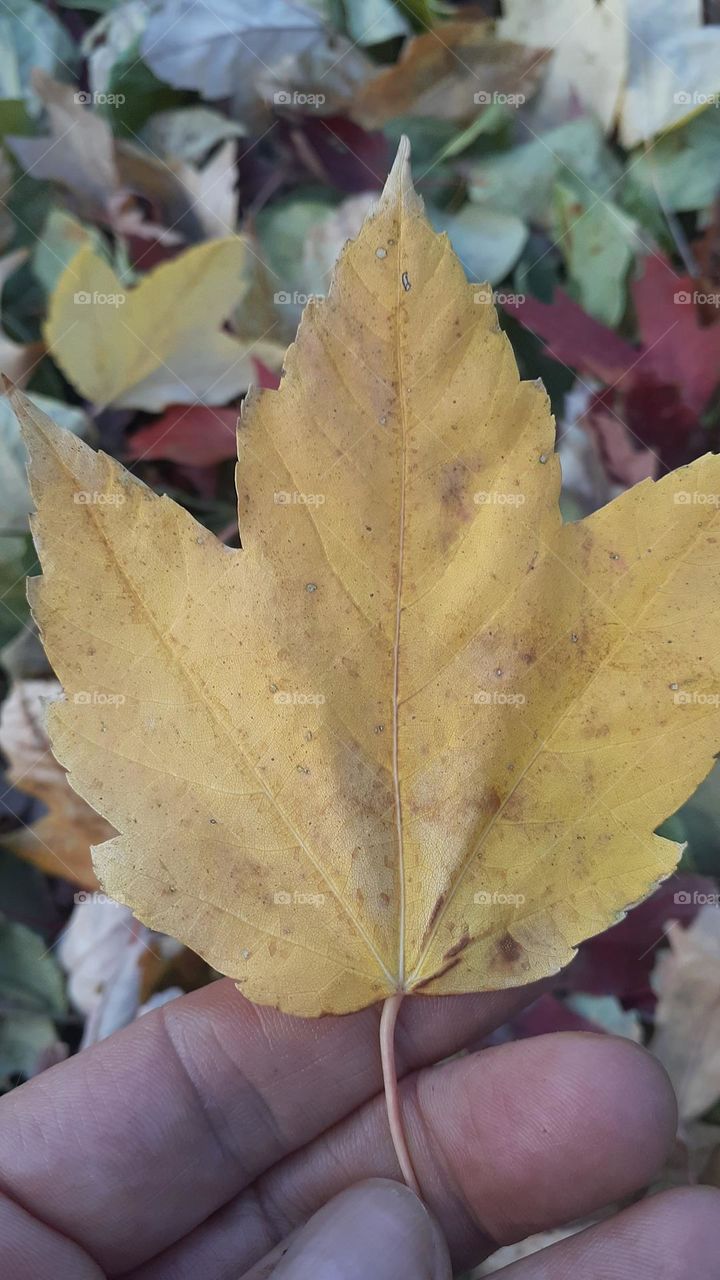 Autumn Yellow Maple Leaf