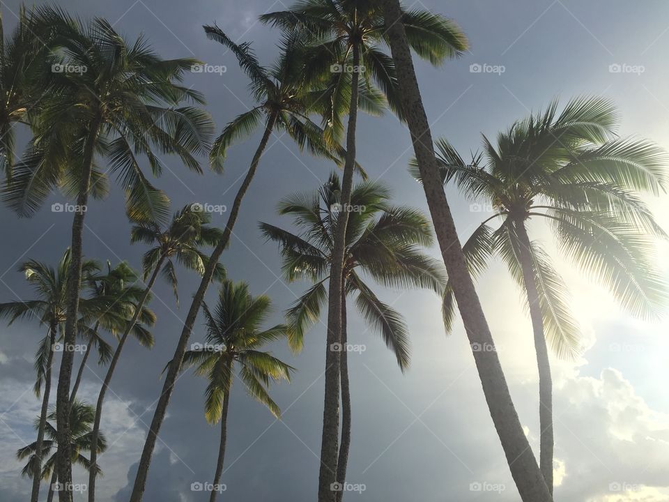 Hawaiian palms