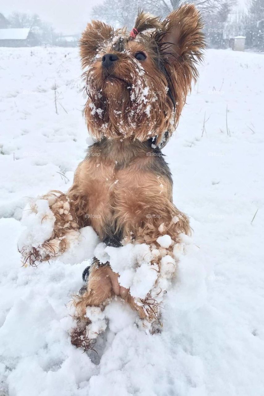 snow and dog
