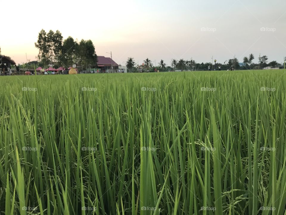 Green nature by rices