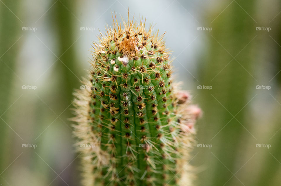 Macro photo of Cactus in botanical garden.