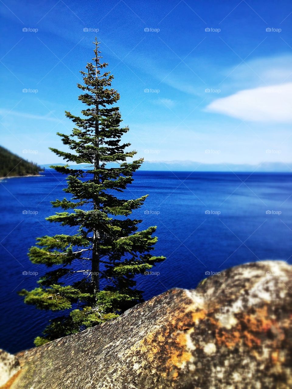 Tahoe Tree