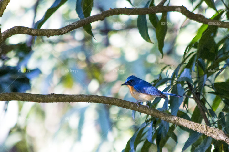 Tickell’s Blue Flycatcher (Male)