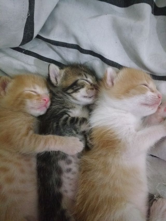 cats