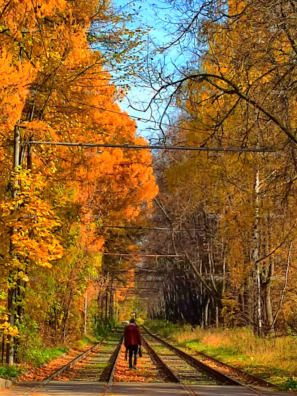 Autumn.  Tram rails.  Colorful autumn trees grow along the tram rails.  Blue sky.  A man walks between the rails