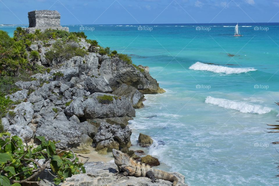 Lizard on rock