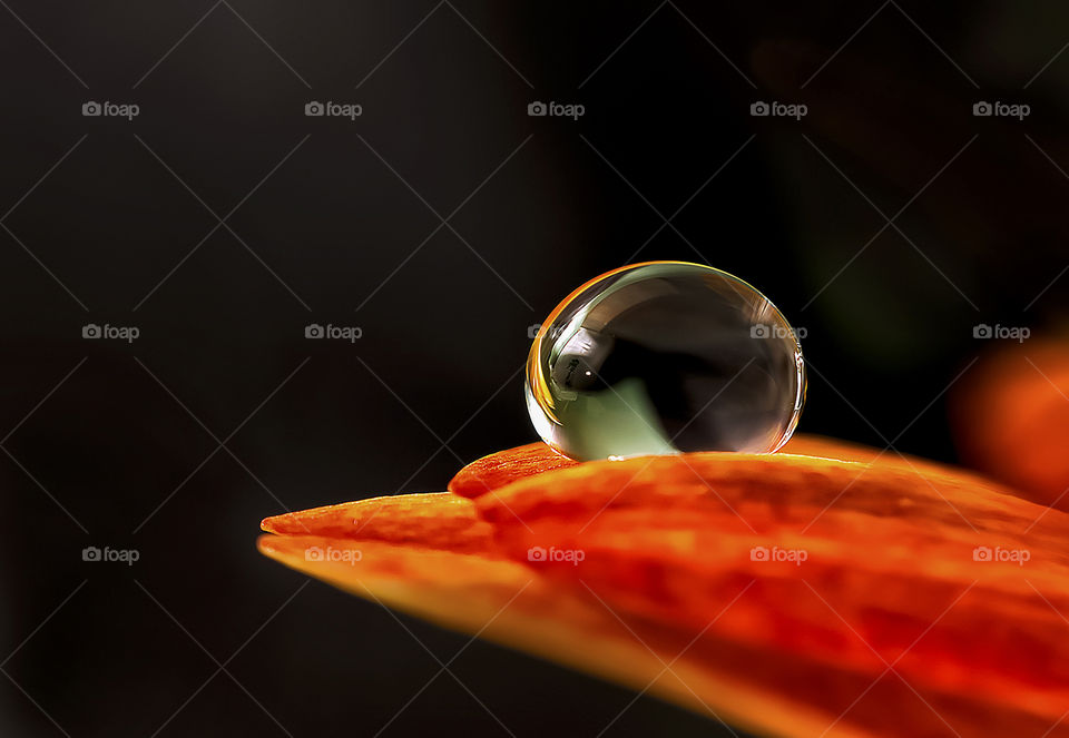 Morning dew drops. Flower with water drop.