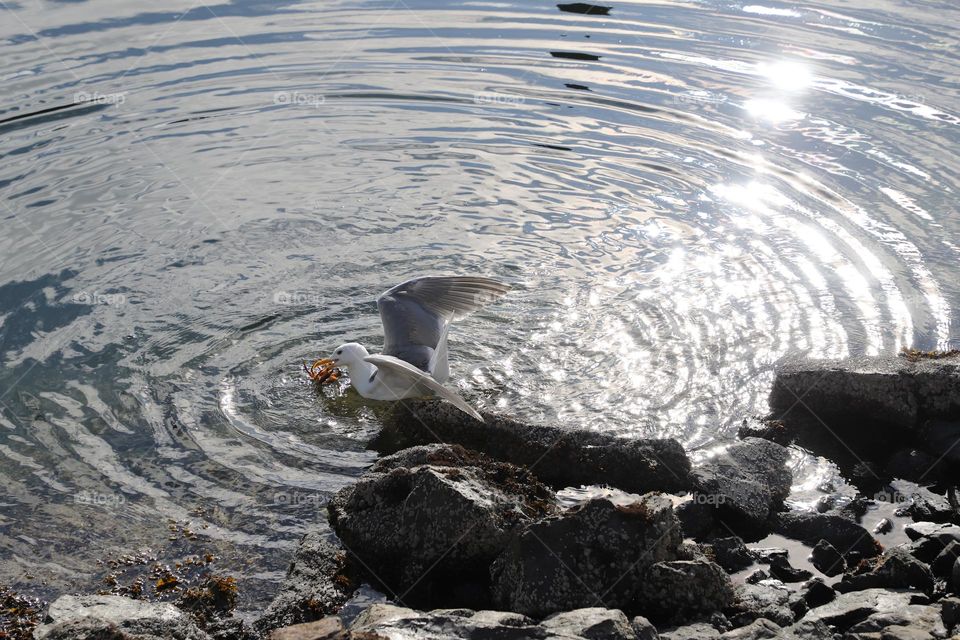 Seagull catching a crab