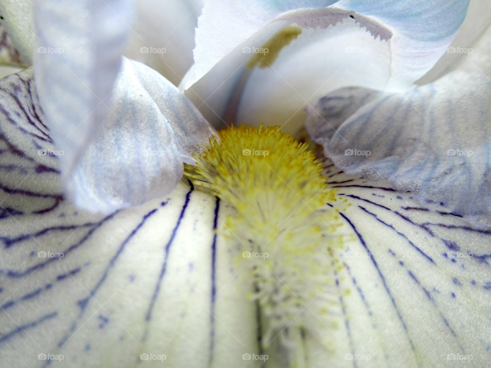 stamens inside a flower