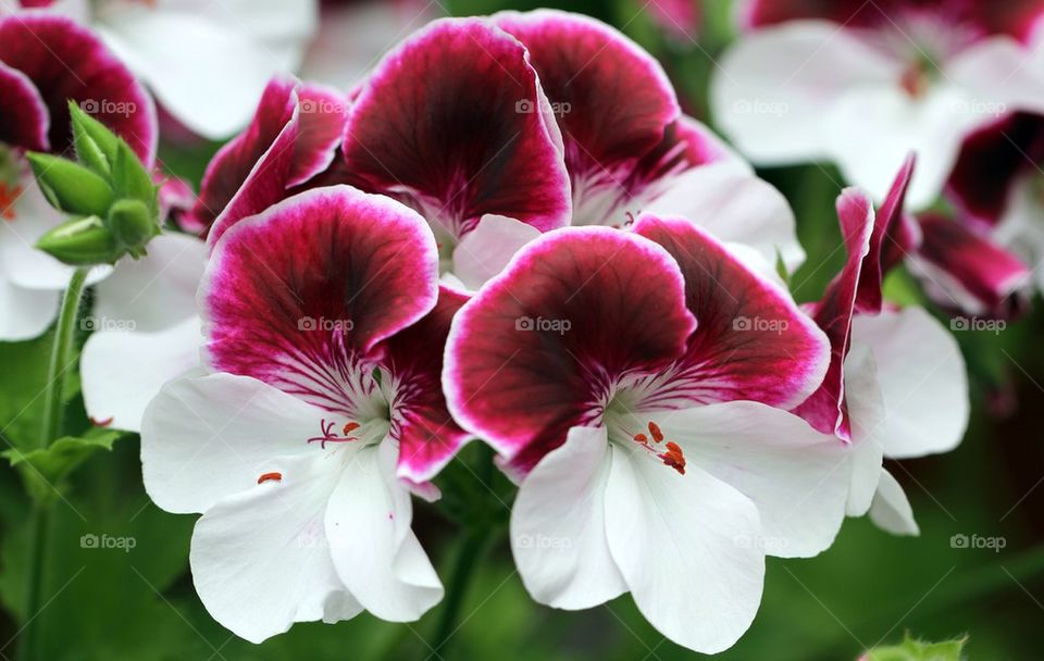 Pink and white geraniums