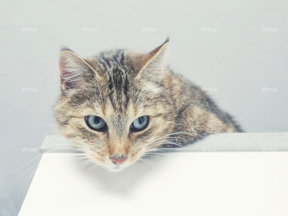 Cute cat portrait