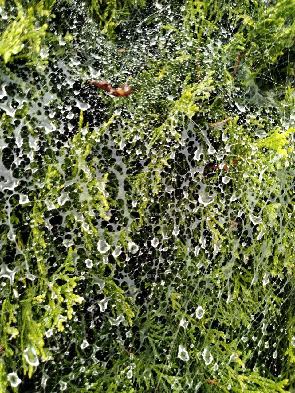 spider web wet