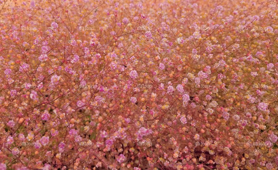 Field of tiny pink flowers with dew drops 🌸