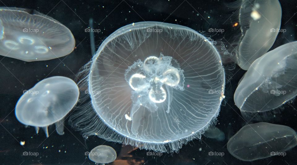 Glowing Jellyfish at Aquarium