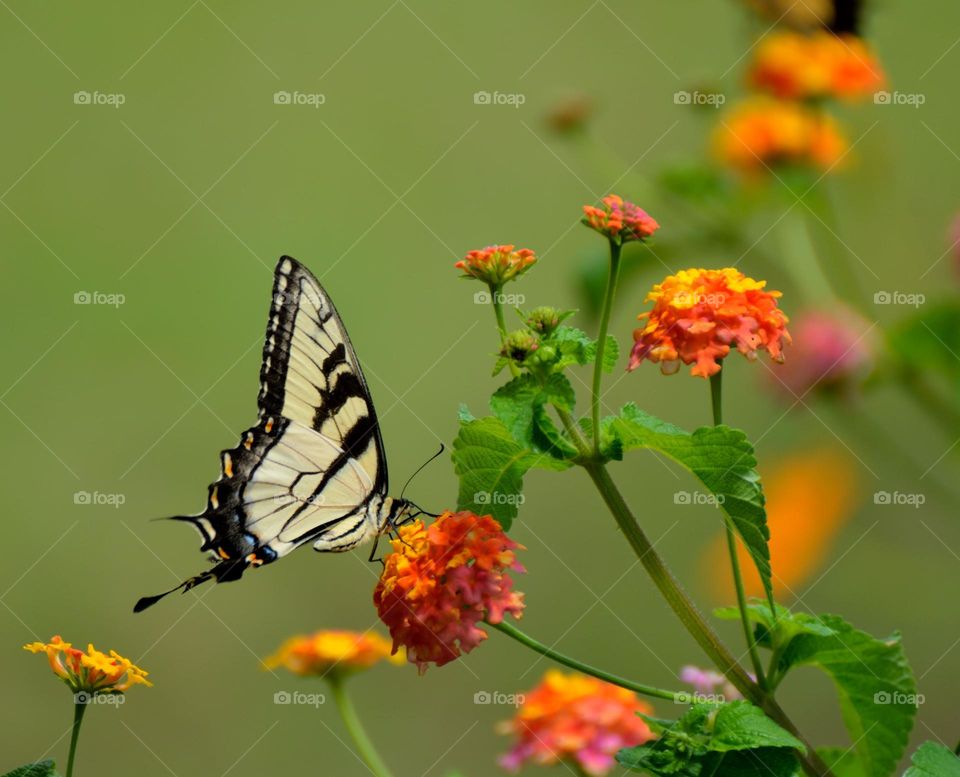 Beautiful and cute butterfly