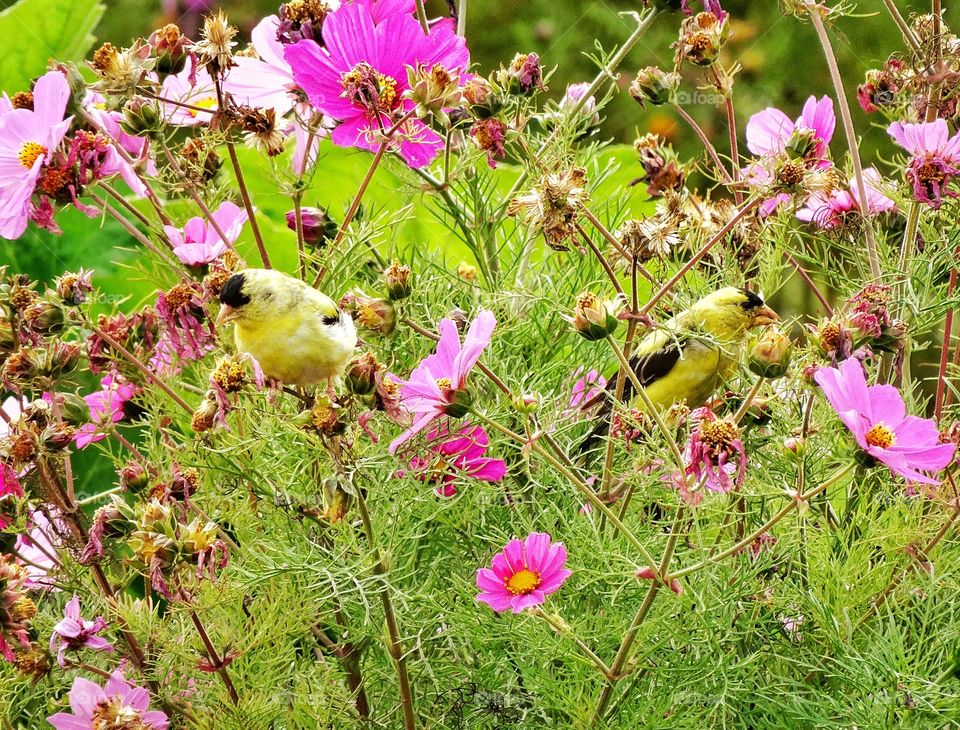 Wild Goldfinch. Pair Of Goldfinches Perched Among Pink Flowers
