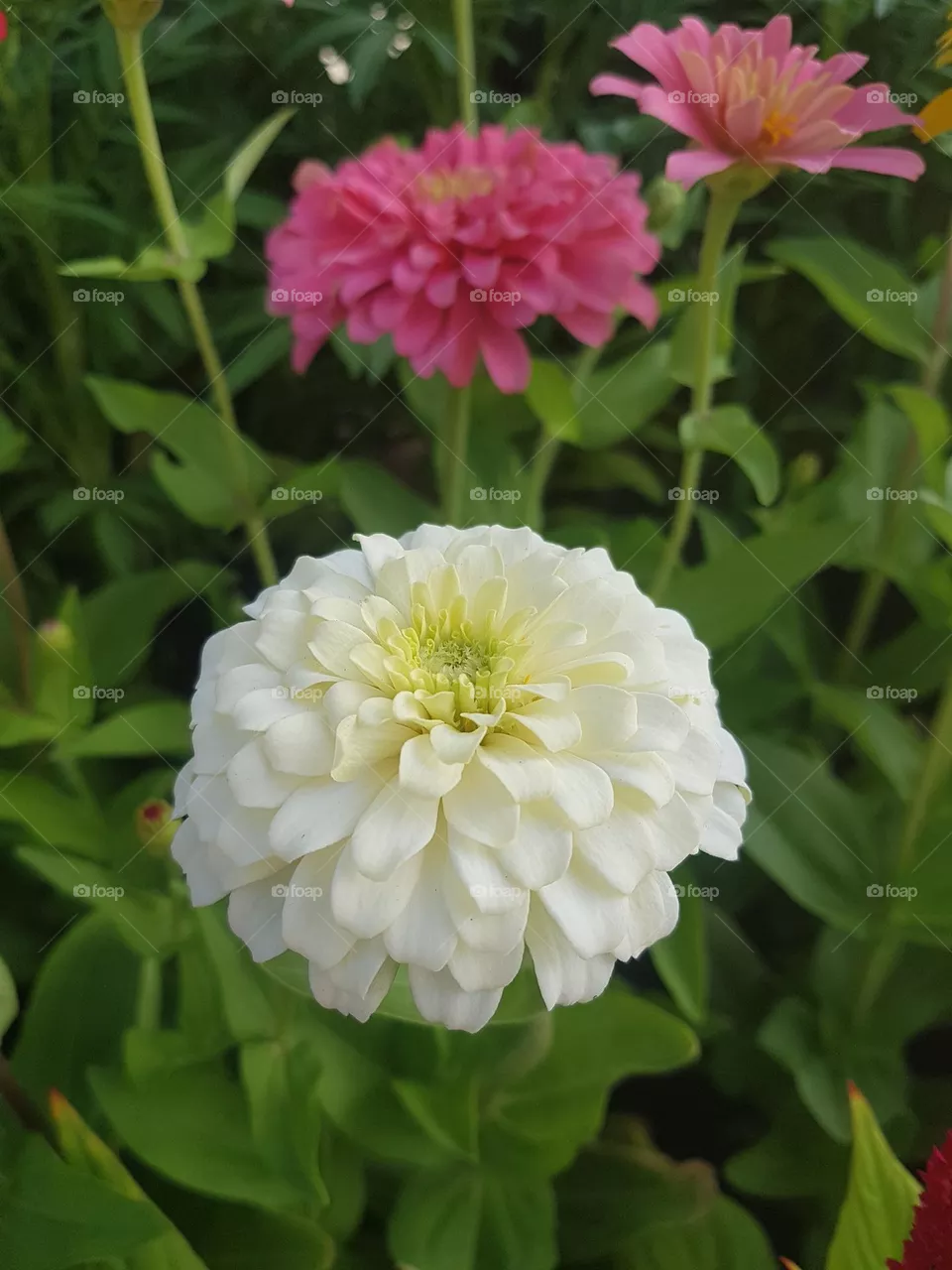 ENJOY-ZINNIA