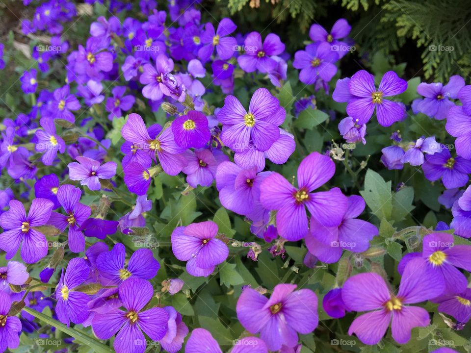 A is for Aubretia pretty blueish purple flowers that grows rapidly all over my front garden ... 