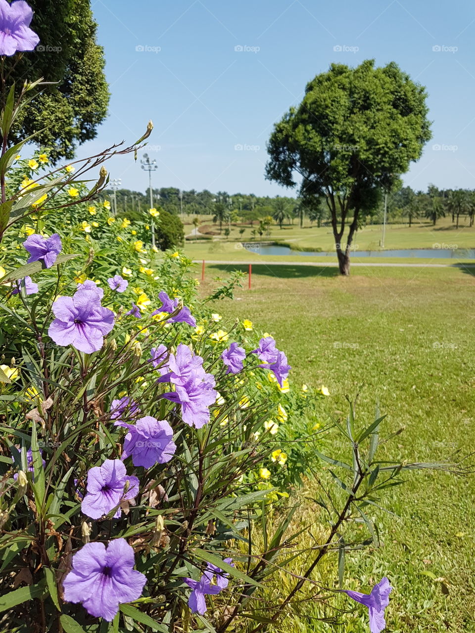 View of a golf course