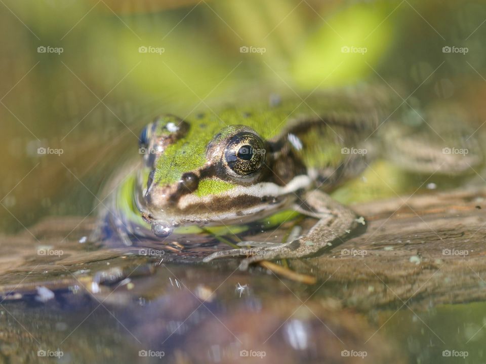 Pelophylax