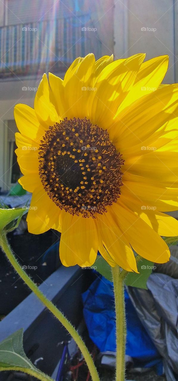 Sunflower