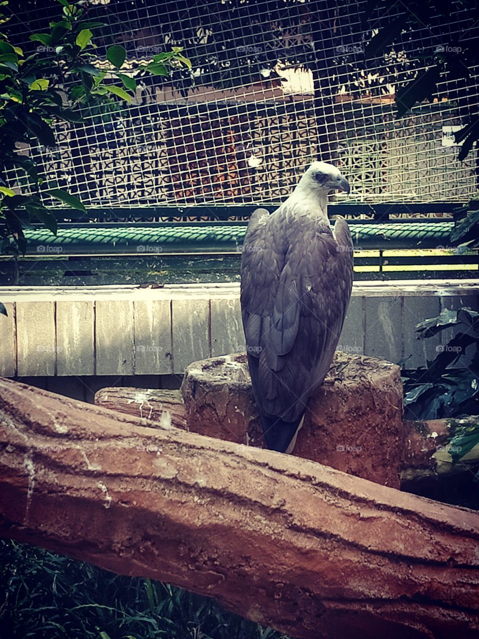elang laut perut putih