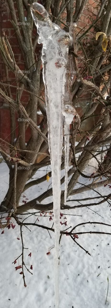 Tree, Winter, Nature, No Person, Snow