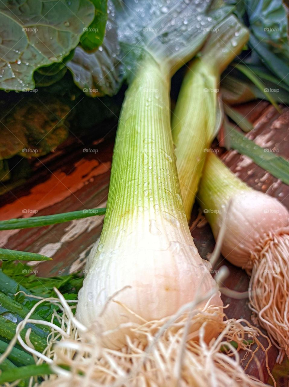 Vegetable at the fair