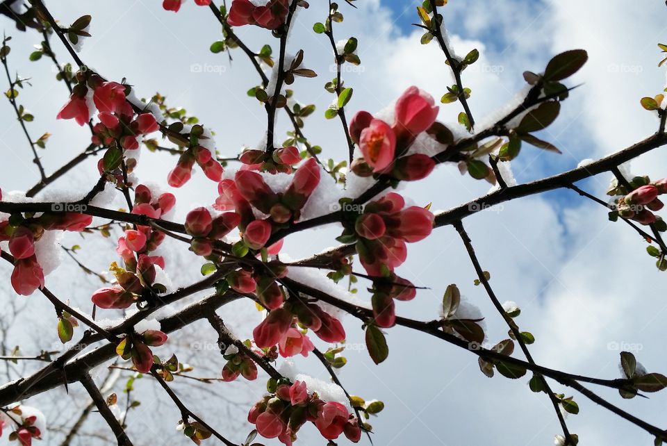 pomegranate blossom and snow