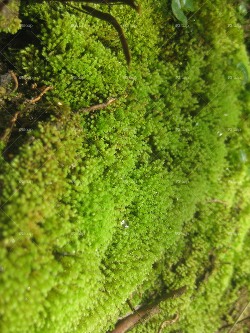 Moss 9