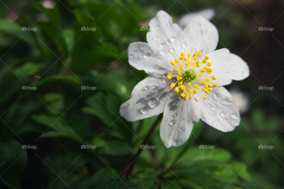 Droplets on a white flower