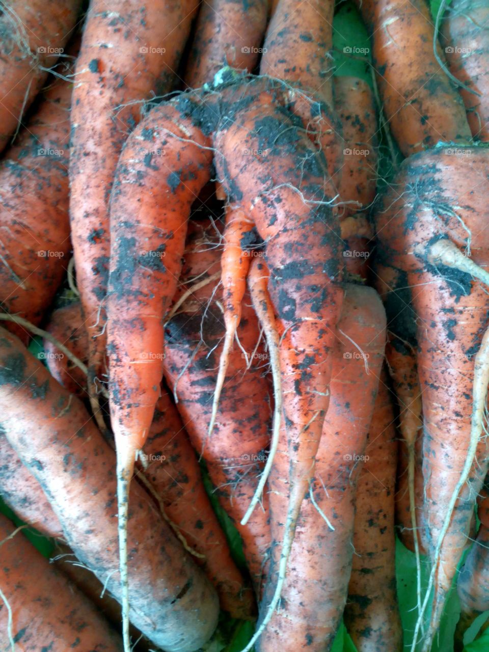 carrot harvest