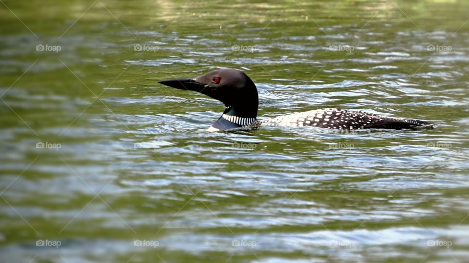 Captivating Loon