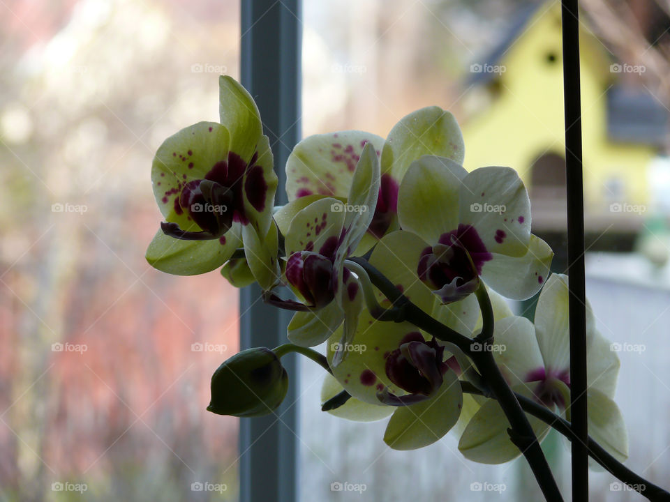 Yellow coloured orchids on window sill iin Piechowice, Poland.