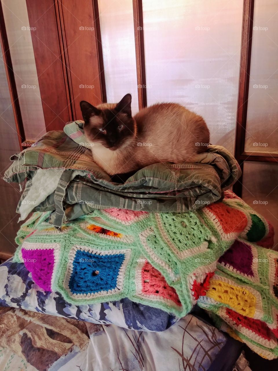 Siamese cat on a pile of blankets