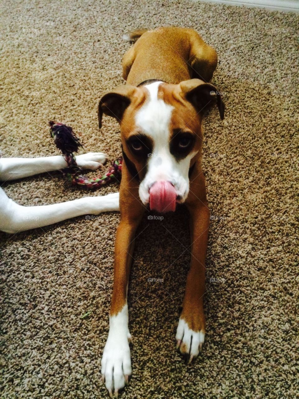 Gracie . Boxer Pitt sticking her tongue out
