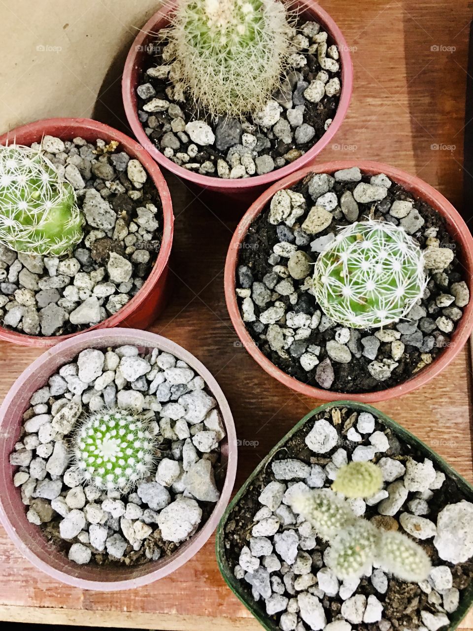 Cactus babies