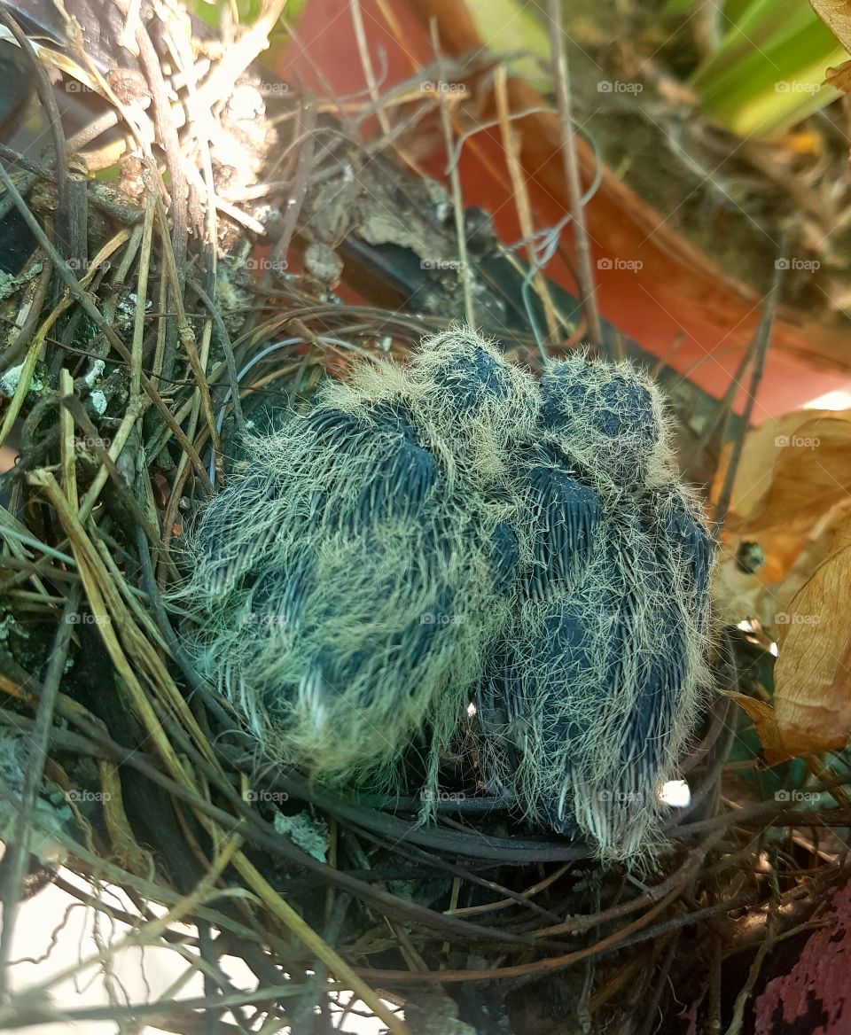 small dove in nest