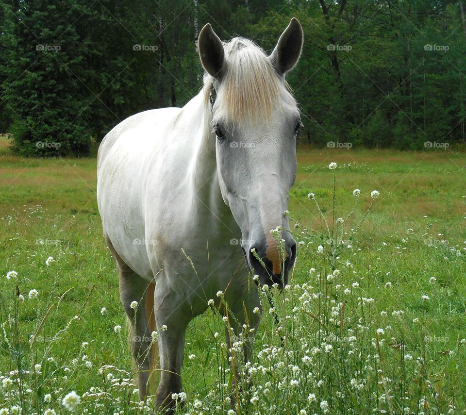 Grass, Mare, Cavalry, No Person, Nature