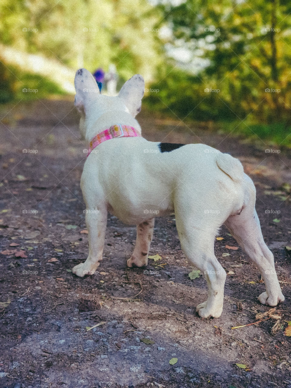 Florence, our French bulldog patiently waiting to allow others wight their dogs to pass by without disturbing them