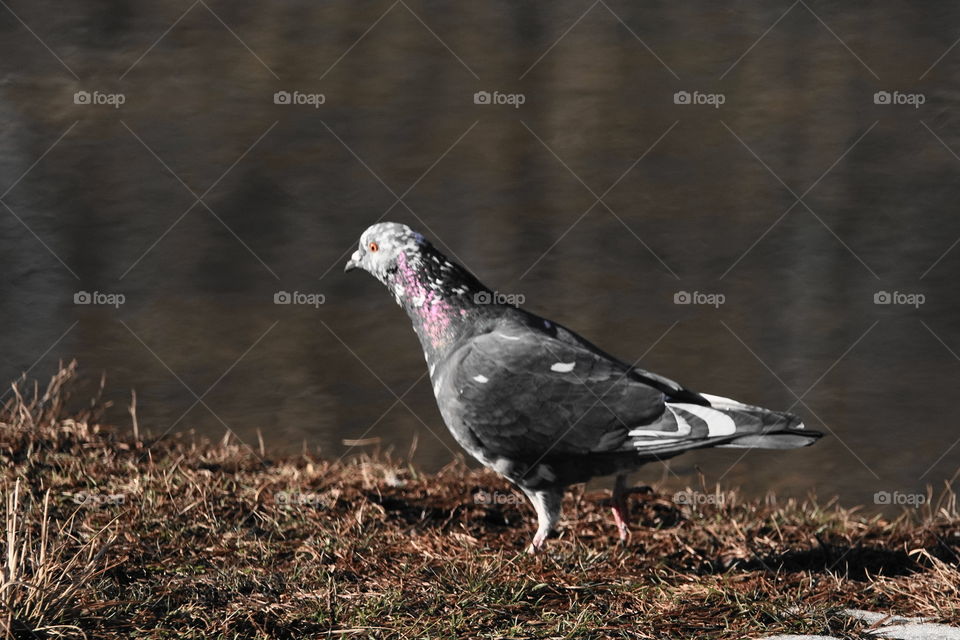 Colorful pidgeon on waters edge in park.