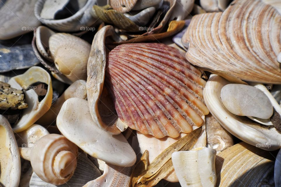 Shells in a Pile