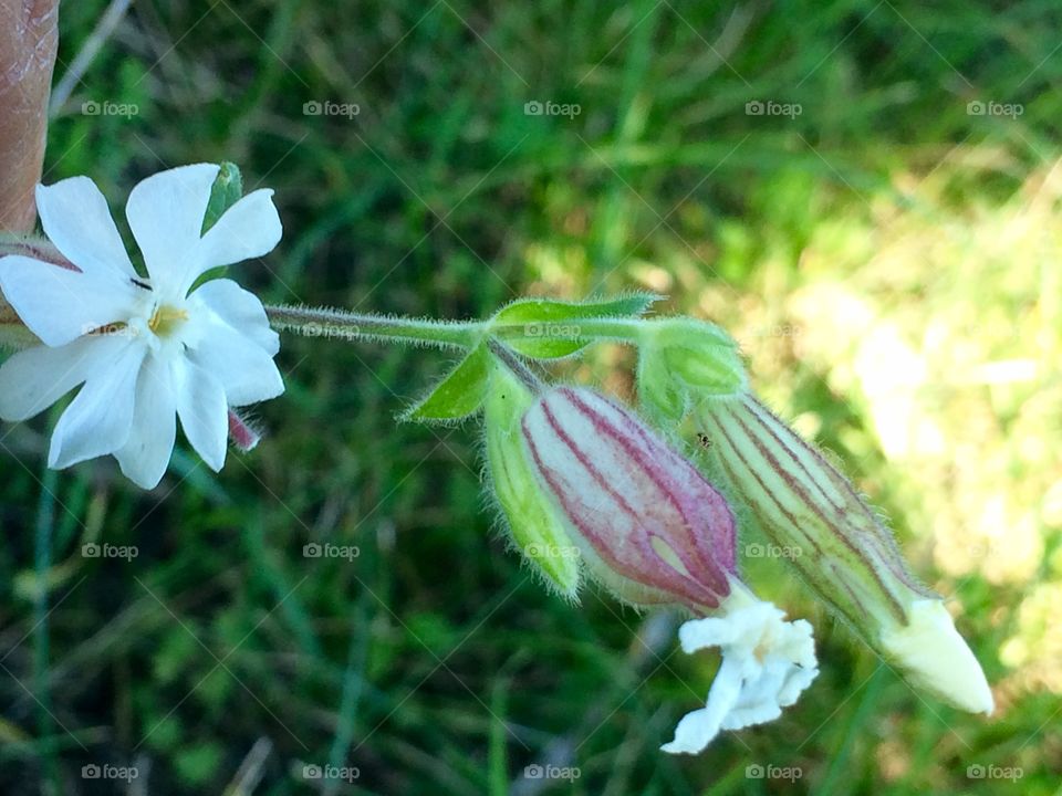 White field flower